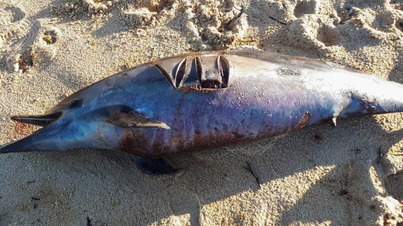 1月至今法國海岸已有超過1100隻海豚屍體被沖上岸，死狀悽慘。（法新社）